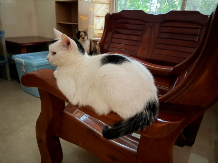 牛仔：小雲你看，我平衡感超好的。小雲：不希罕！