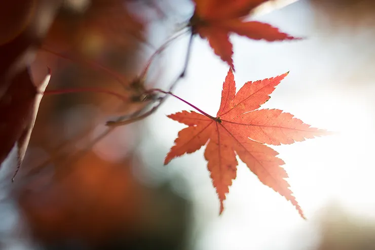 下次寫信，連同紅葉一併寄出吧。