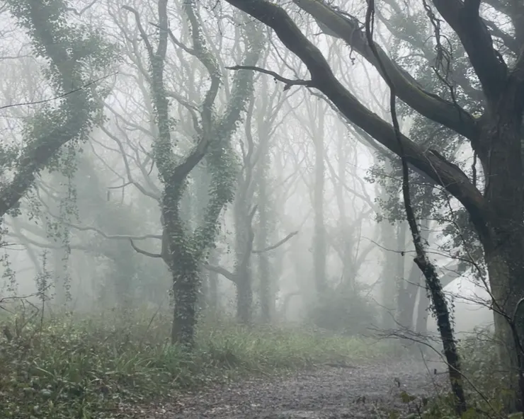 很多路段都是起霧狀態,有種來到迷霧森林之感!而我只是在森林裡遊走的一隻動物。