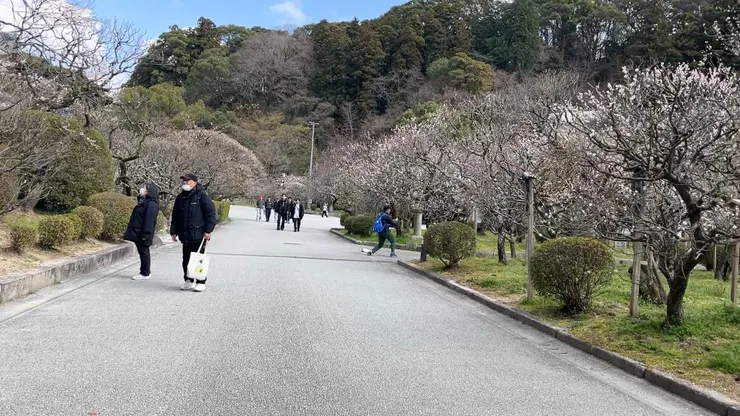 漫步在梅花盛開的參道步道，享受太宰府浪漫愜意的春天美景。