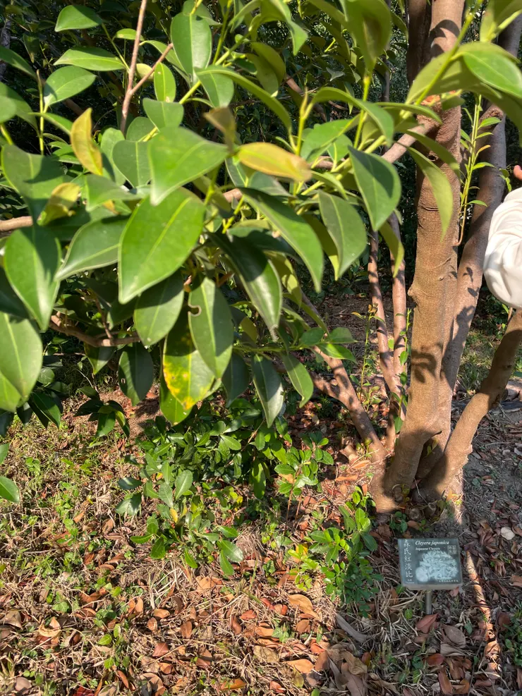 森氏紅淡比\日本神社門口會種,演變成端午門口掛驅邪植物變成榕樹,因為太像了