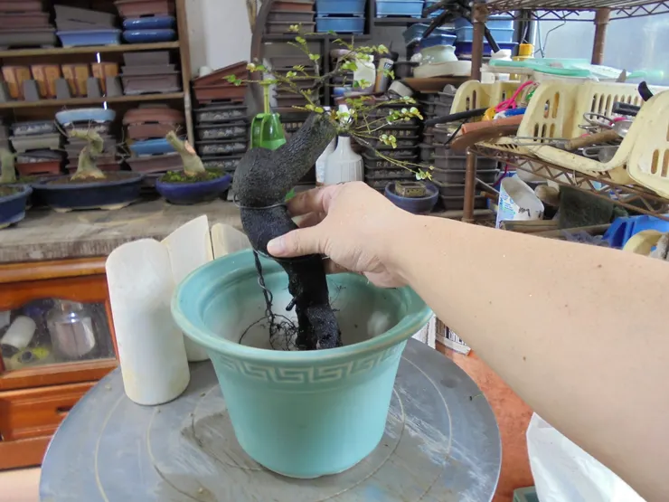 換土洗根與配盆