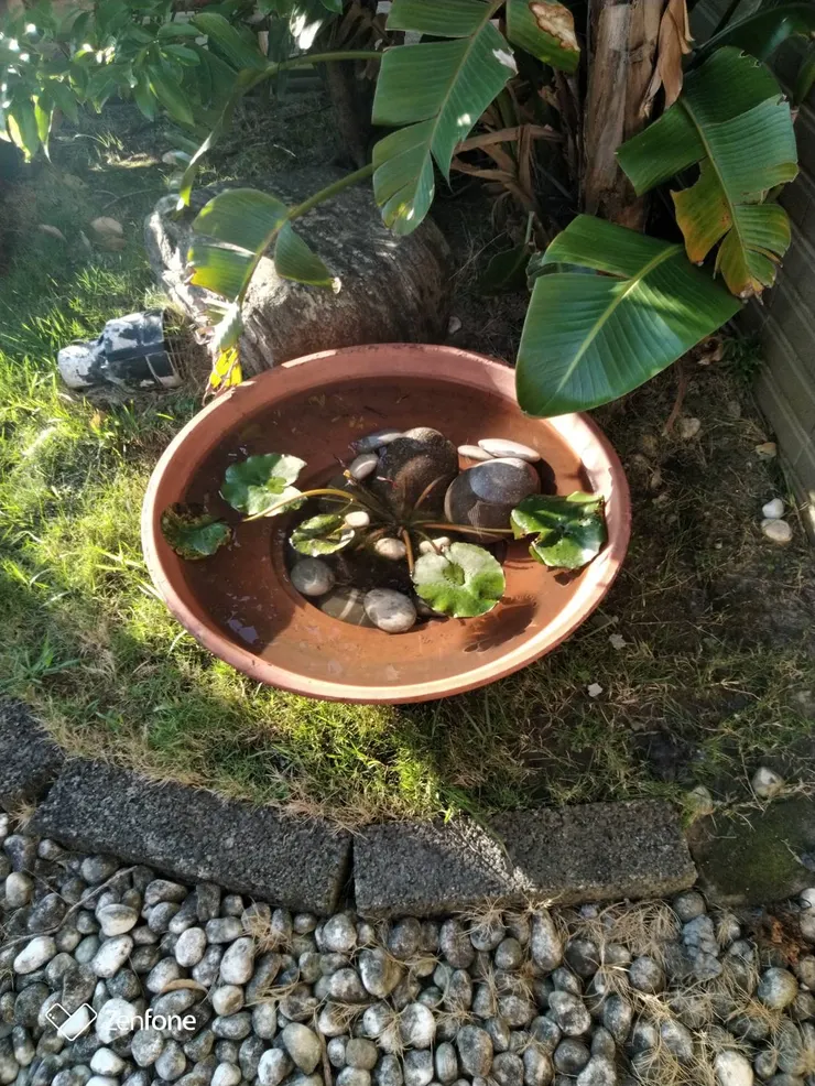 圖一：社區空中花園的小魚池