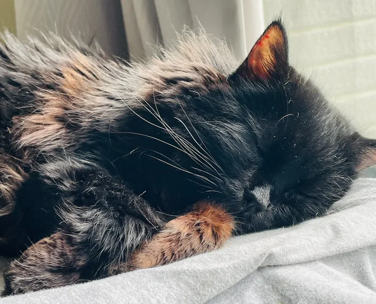 親愛的黑黑寶貝，要記住你是我們心中永遠最愛的寶貝！