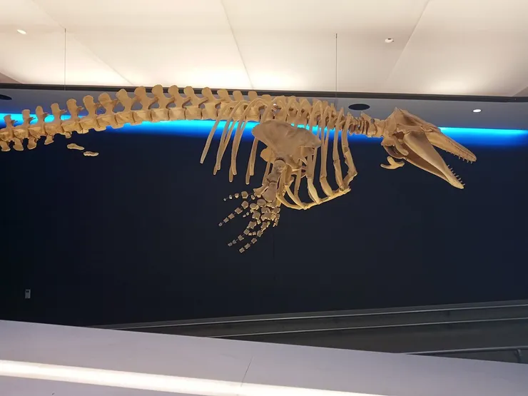 小白鯨骨骼標本，左邊可以看到骨骼退化留下的骨頭。引用自 CesarNS1980, CC BY-SA 4.0, via Wikimedia Commons