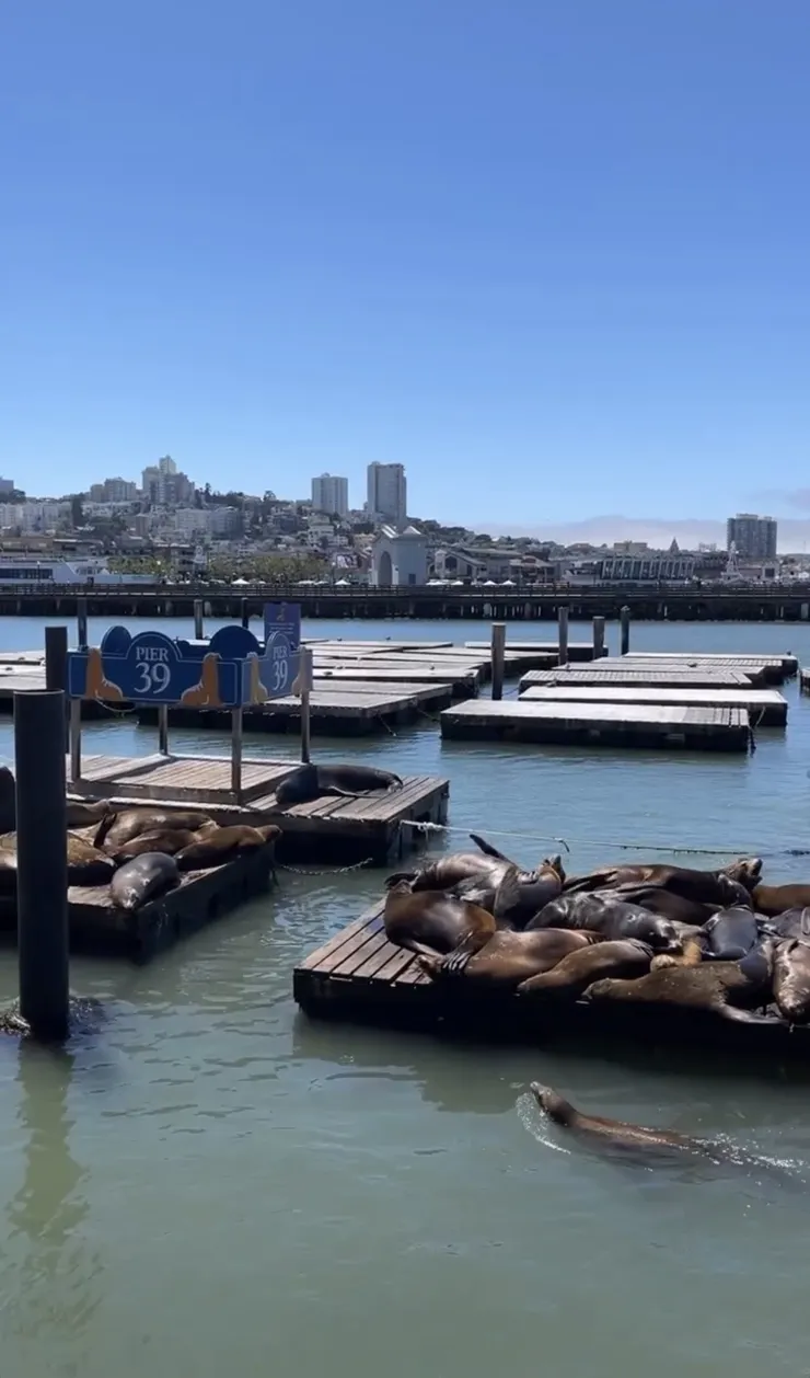 肥肥又慵懶的海獅成堆曬太陽 看起來好舒服!