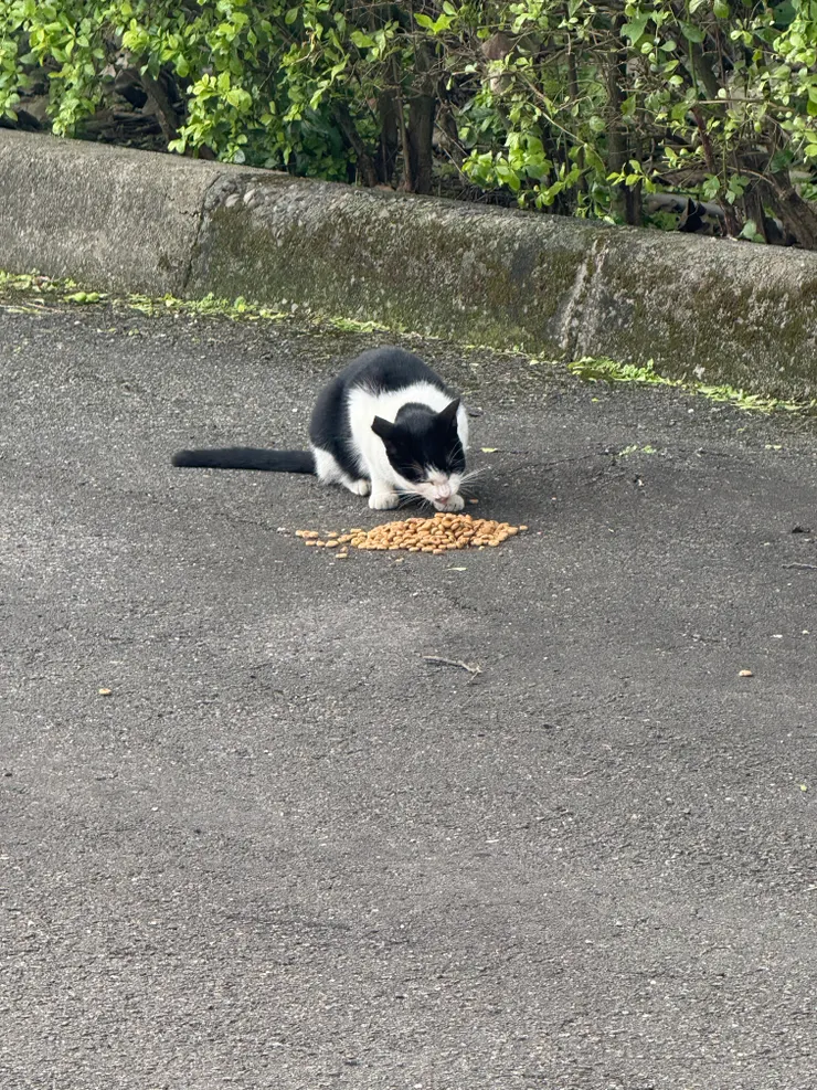 2025/11/20 聽得到貓咬飼料的尻尻聲，圓圓也是這聲音