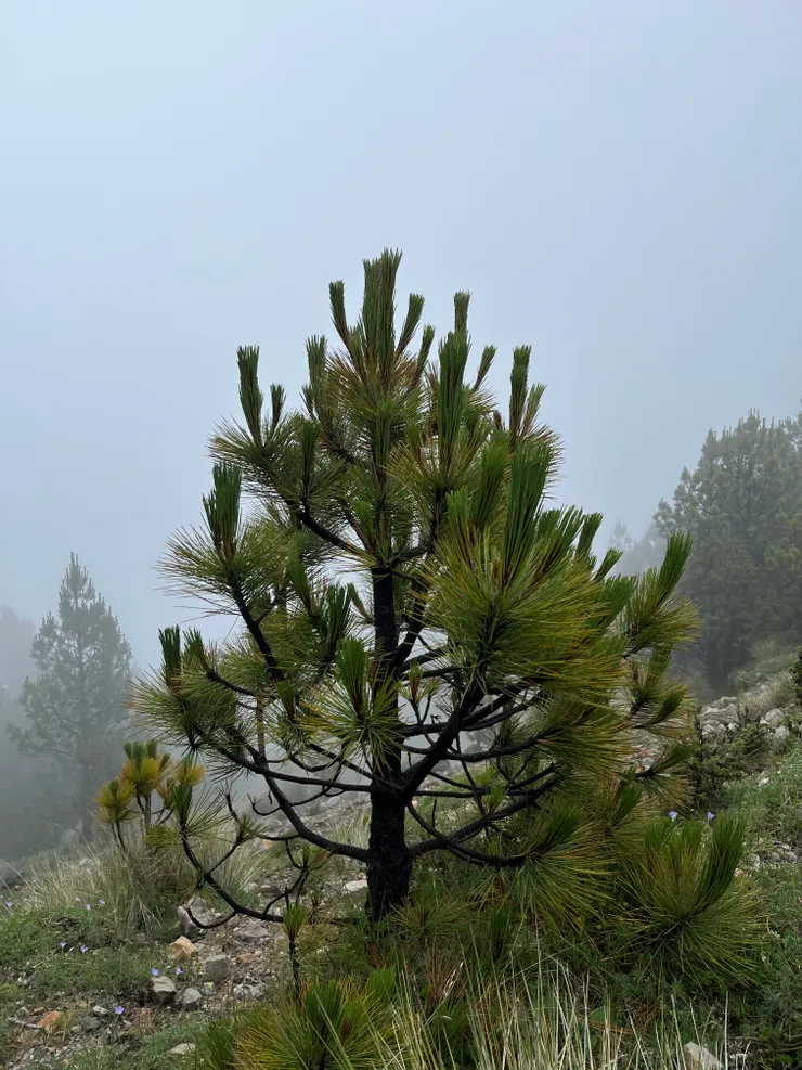 葉子往上的松(?)樹
