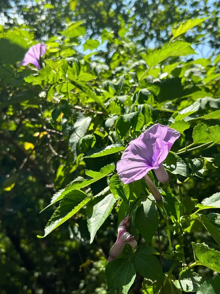 圖07 牽牛花象徵著勤勞、堅韌、不屈不撓的精神