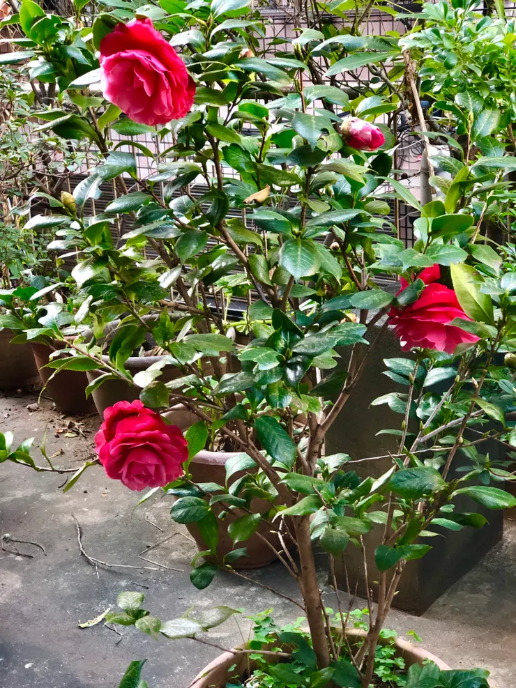 愈開愈大朵，而且花苞數量也愈來愈多。