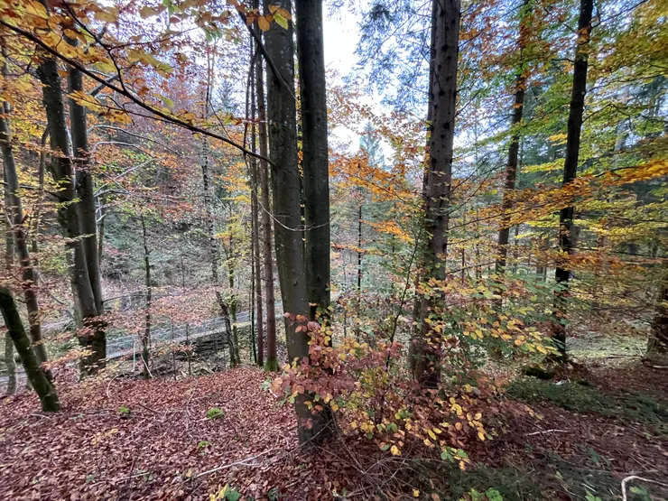 阿爾卑斯山下秋紅