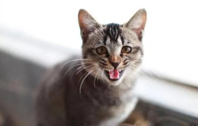 貓咪出現咬人行為,要多觀察貓咪情形,如果持續的話 可以慢慢地走開,切記不要大叫