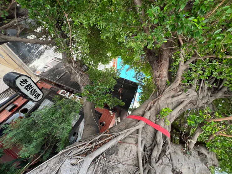20250615臺中老樹咖啡