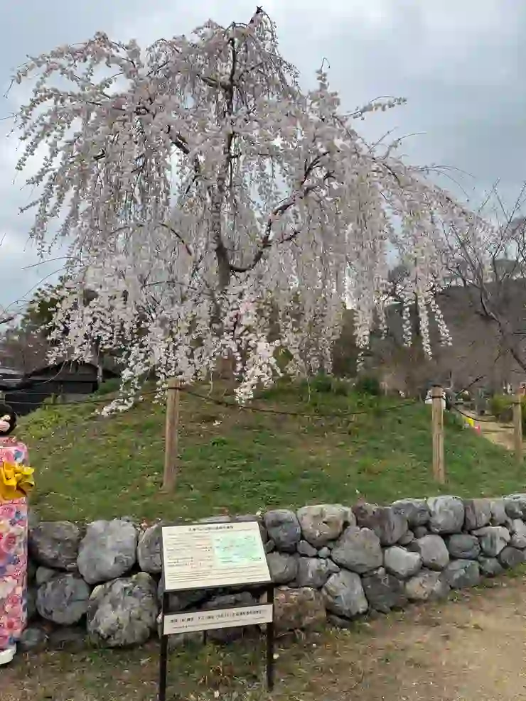 圓山公園 枝垂櫻