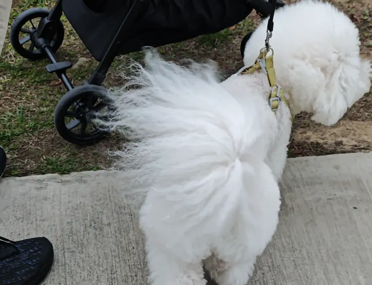 讓狗狗接觸不同的環境、人、其他動物和聲音。這可以幫助牠適應周圍的世界，減少恐懼和焦慮，從而減少因恐懼而引起的行為問題。