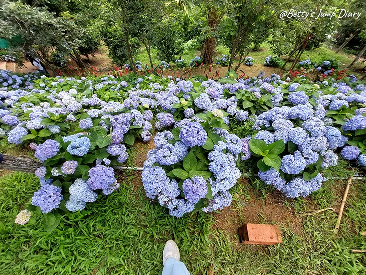 ▲桃園龍潭「穧粑崠咖啡農場」、「越軌咖啡」/ 圖片來源：Betty's Jump Diary