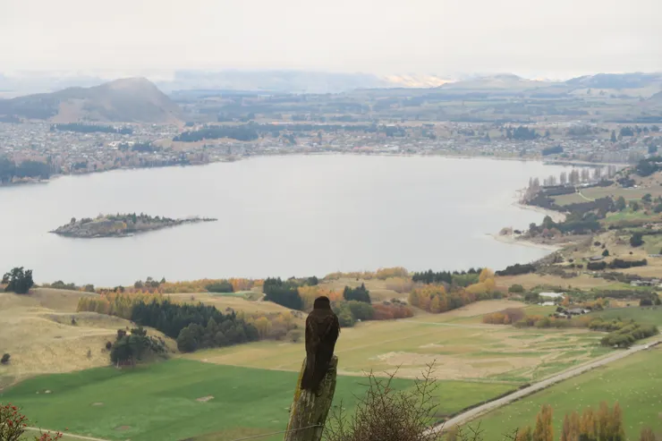 看向遠方的老鷹，不曉得牠在想什麼?