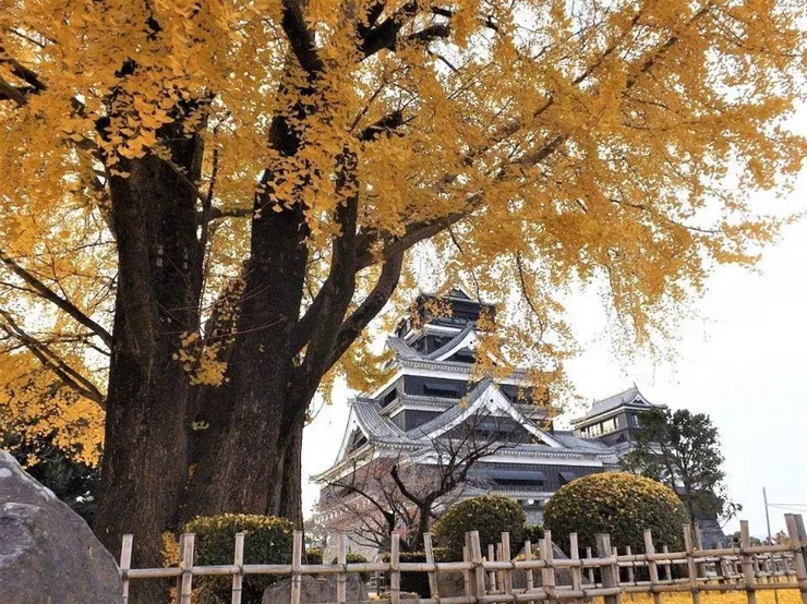 入秋後葉片轉黃的熊本城大銀杏樹(圖片來源:熊本城官網)