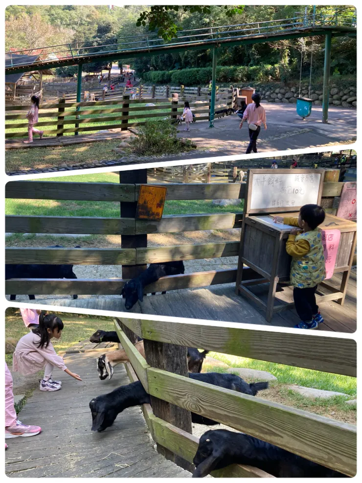 第二站是山羊餵食區