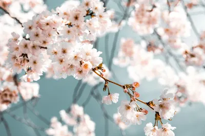 喬依絲花園