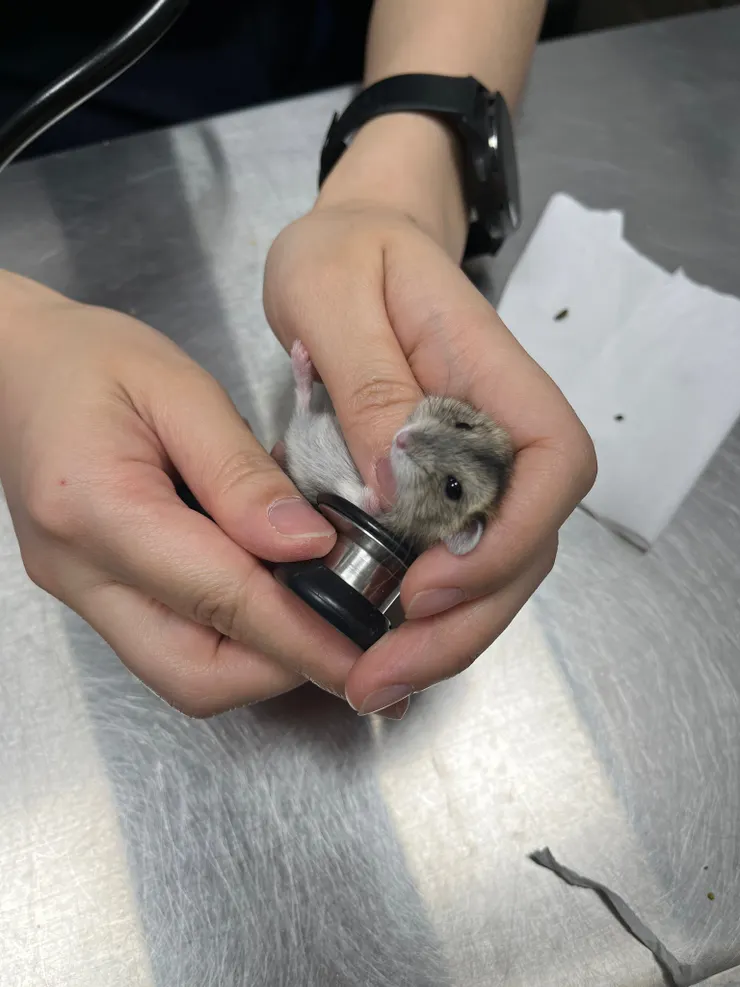 114/04/19細麵聽診🩺