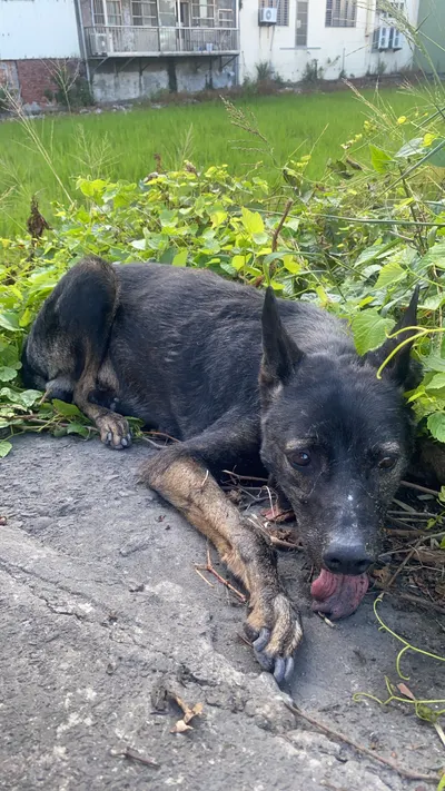 今天救援了一隻浪浪