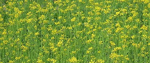 油麻菜籽花依舊盛開