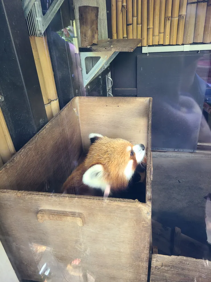 上野動物園貓熊