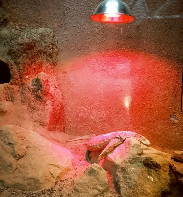 草原巨蜥 --- 睡得好沉ㄚ😂