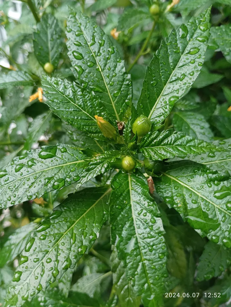 自家旁拍攝