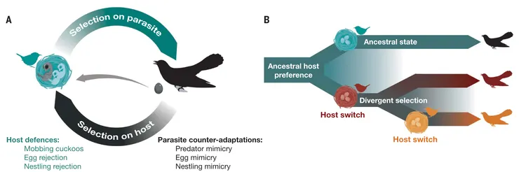 物種間互相影響是推進演化的方式之一 (Langmore et al. 2024)