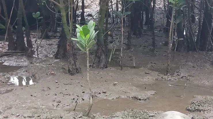 水筆仔幼苗（圖源：作者自己）