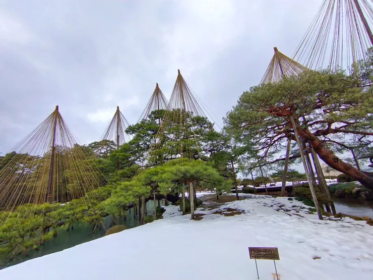 園內樹木均架上防護設施