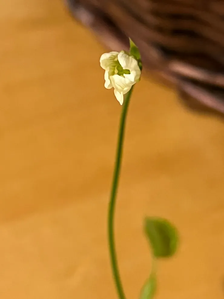 想不到吧，補蠅草的花