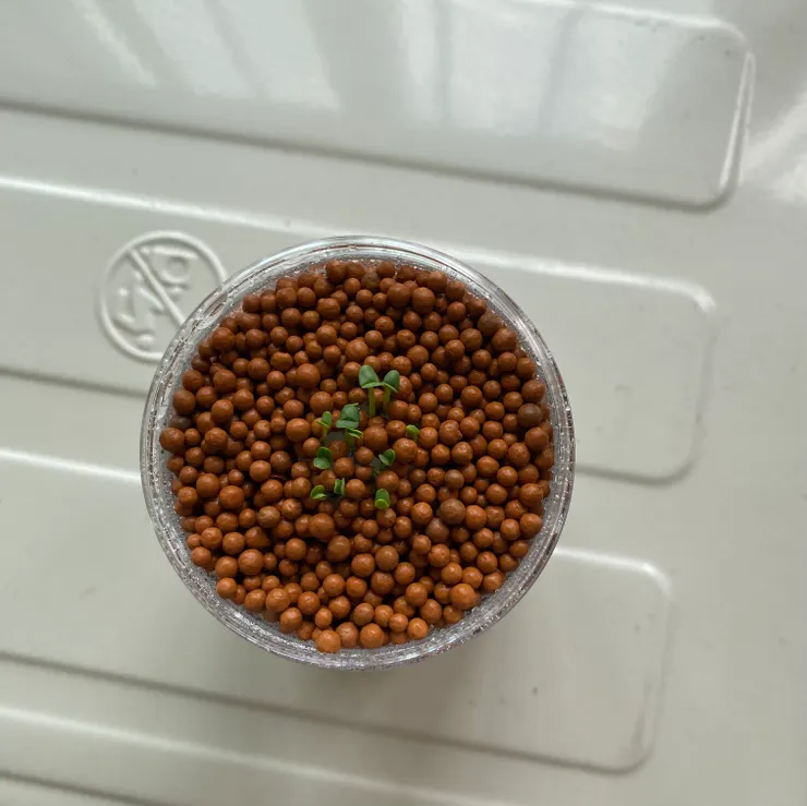 第五天（生命力驚人）