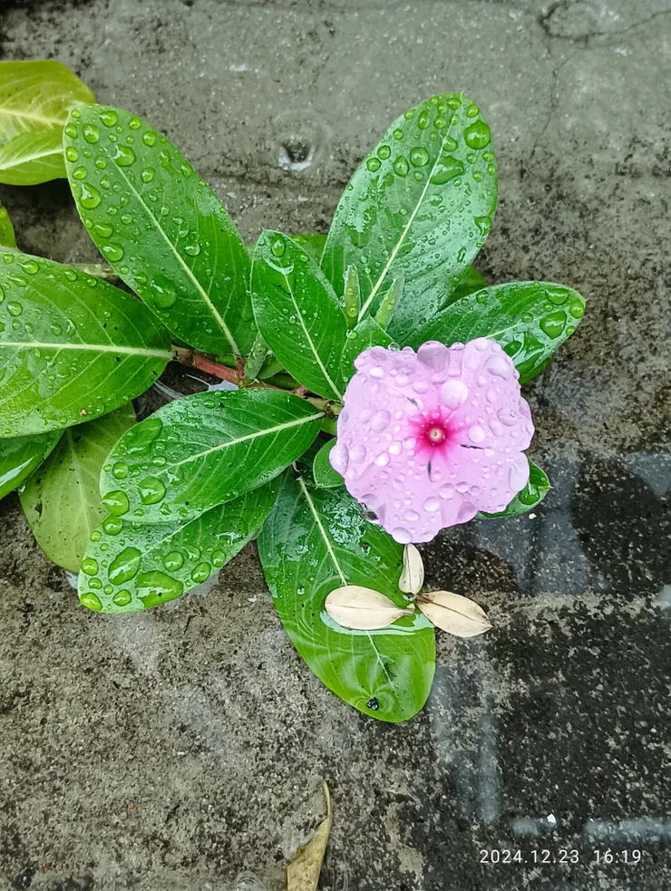 日日春又名“五瓣梅 花顏巧雨”