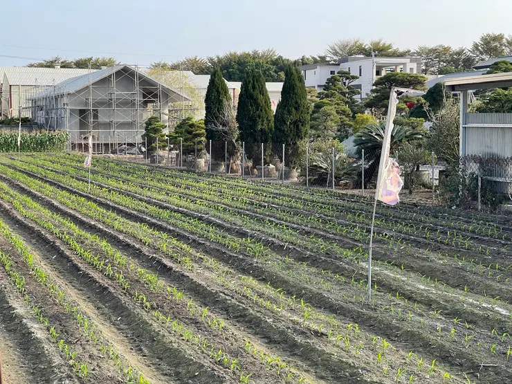 農田剛種了玉米，飄著布旗驅趕鳥類
