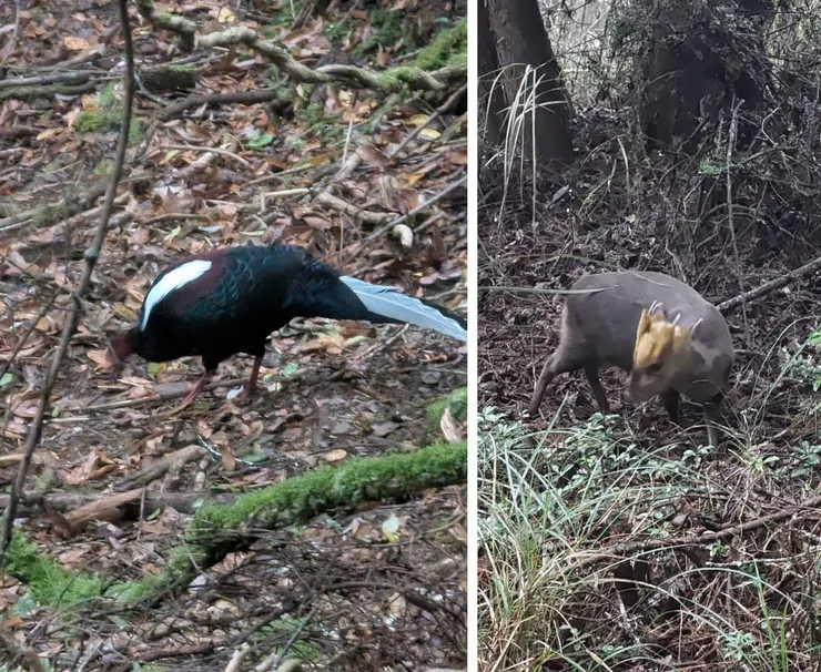 回程後段又見藍腹鷴,祥還差點撞上一頭小山羌,為低頭趕路的我們帶來一點餘興
