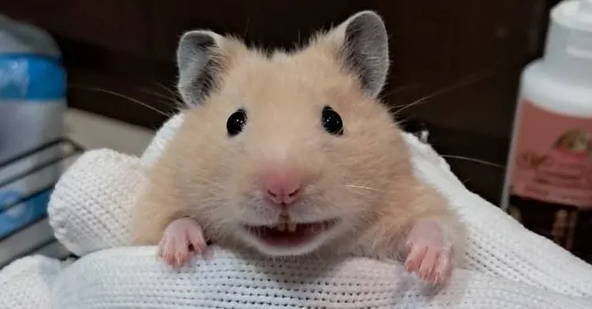 來自天堂的黃金鼠🐭