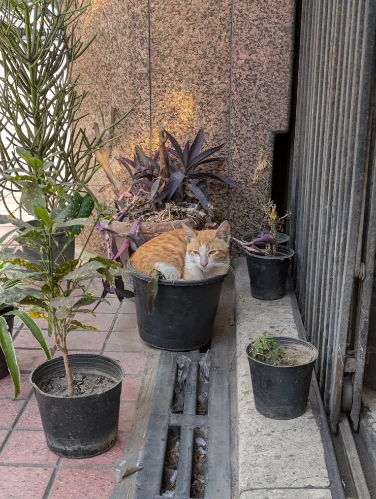 送給所有看到文章最後的人一盆幸運喵喵XD(在開羅市區一間藥妝店前捕獲的新品種)