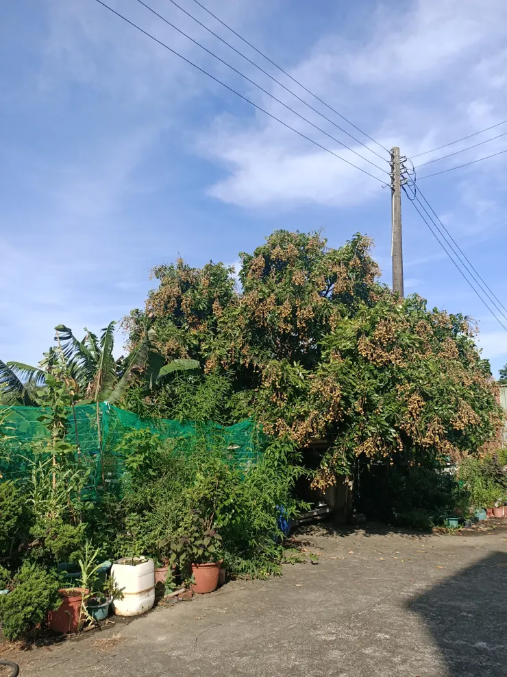 家裡的龍眼真的結了好多,其實也掉了很多😆