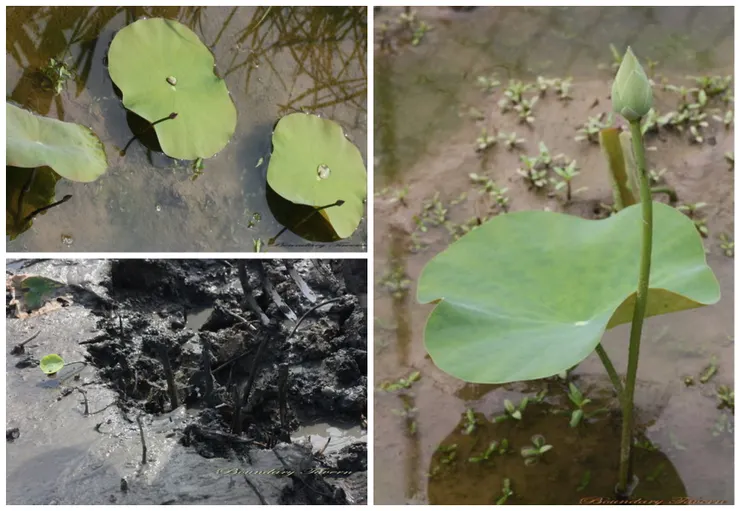 藕節上生一花一葉，葉與葉之間就是蓮藕之所在。挖藕時，從殘存的莖就可以知道藕的位置與走向。