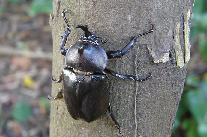 Okinawan Rhinoceros Beetle