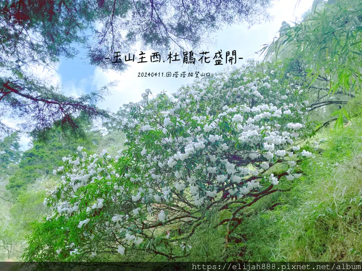 【玉山主峰西峰.兩天兩夜】冷到爆炸的玉山主峰賞雲海/一直走花