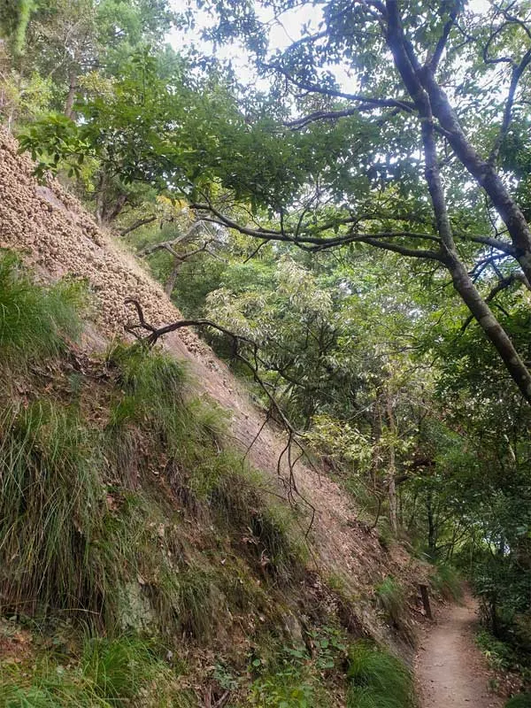 崩壁上布滿短捲草