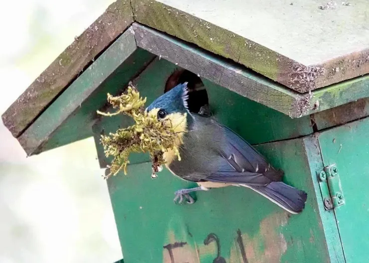 圖06 黃山雀親鳥輪流咬拾巢材飛進巢箱(曹盛德攝)