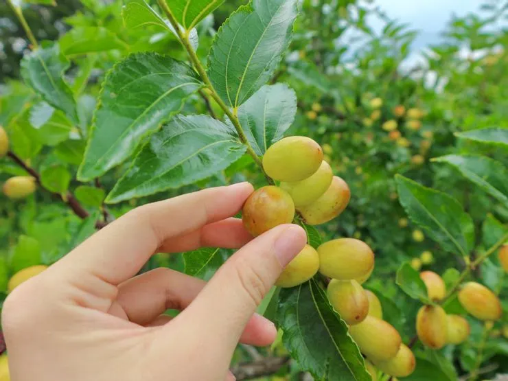 苗栗公館鄉農會每年都會舉辦紅棗細路走讀,體驗採果外,也讓你品嚐紅棗美食