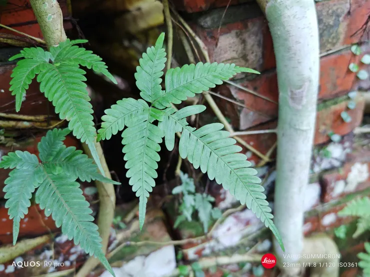 蕨與廢墟(SHARP AQUOS R9 pro,23mm裁切35mm視角)