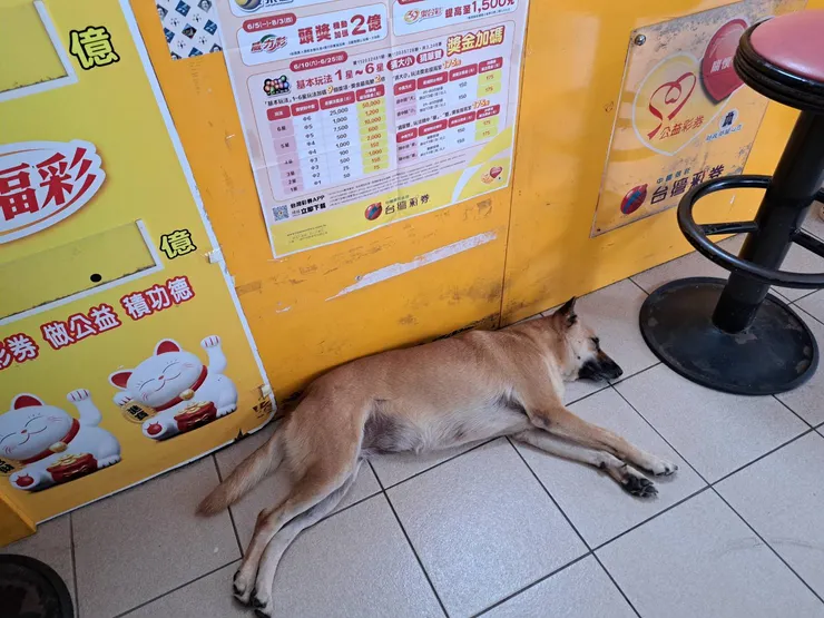 就用這張來代表丹丹的人生高光時刻吧