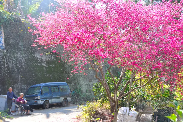 【驀然一棵山櫻怒放及時駐足觀賞─3號步道登山口，老夫推著行動不便的老妻也來及時賞花。】